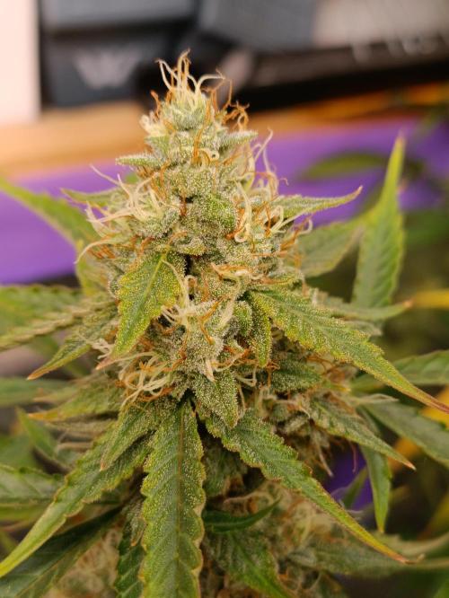 GROWBOX 4 (17.+18.+19.+20.+21.). Week 13 - Tag 85