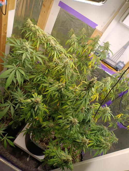 GROWBOX 4 (17.+18.+19.+20.+21.). Week 13 - Tag 89