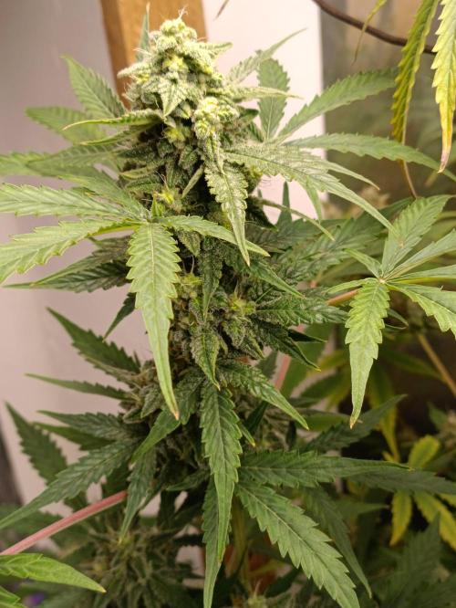 GROWBOX 4 (17.+18.+19.+20.+21.). Week 13 - Tag 89