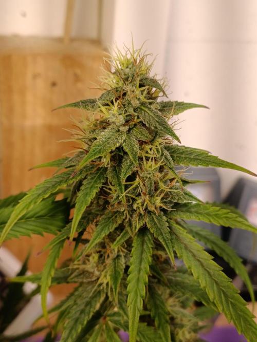 GROWBOX 4 (17.+18.+19.+20.+21.). Week 13 - Tag 89