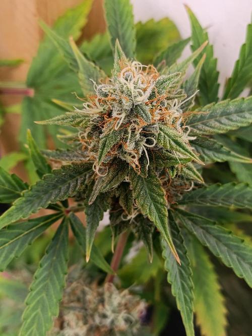GROWBOX 4 (17.+18.+19.+20.+21.). Week 13 - Tag 89