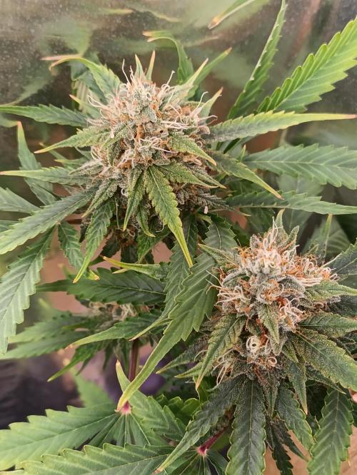 GROWBOX 4 (17.+18.+19.+20.+21.). Week 13 - Tag 89