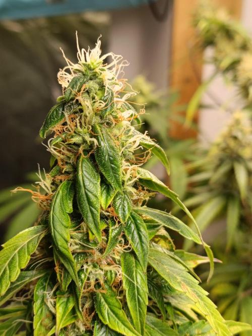 GROWBOX 4 (17.+18.+19.+20.+21.). Week 13 - Tag 89