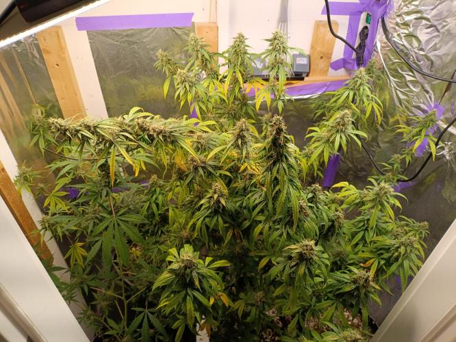 GROWBOX 4 (17.+18.+19.+20.+21.). Week 14 - Tag 92