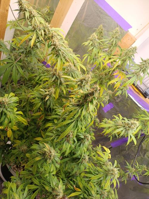 GROWBOX 4 (17.+18.+19.+20.+21.). Week 14 - Tag 92