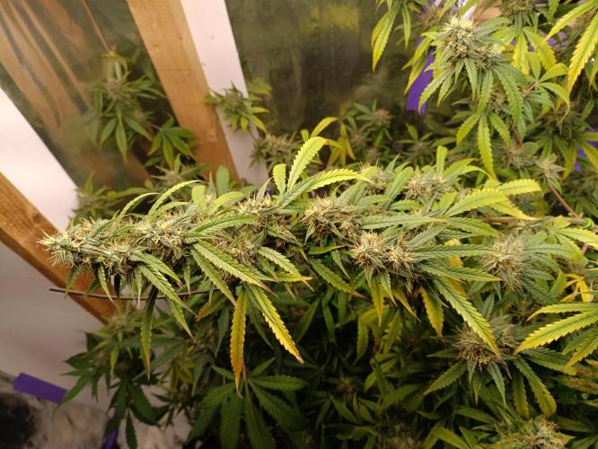 GROWBOX 4 (17.+18.+19.+20.+21.). Week 14 - Tag 92