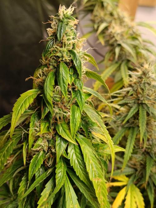 GROWBOX 4 (17.+18.+19.+20.+21.). Week 14 - Tag 92