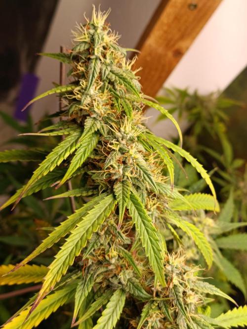 GROWBOX 4 (17.+18.+19.+20.+21.). Week 14 - Tag 92