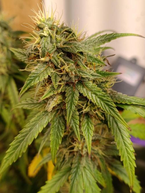 GROWBOX 4 (17.+18.+19.+20.+21.). Week 14 - Tag 92