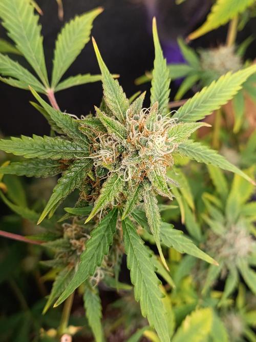 GROWBOX 4 (17.+18.+19.+20.+21.). Week 14 - Tag 92