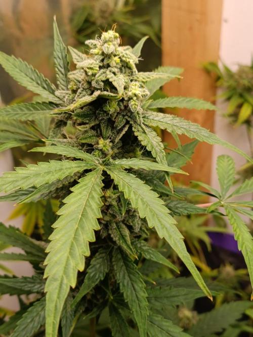 GROWBOX 4 (17.+18.+19.+20.+21.). Week 14 - Tag 92