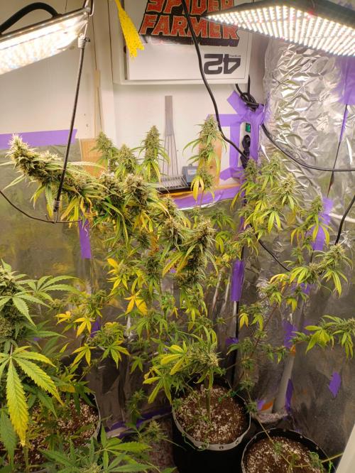 GROWBOX 4 (17.+18.+19.+20.+21.). Week 14 - Tag 94 - "17. Forbidden Fruit"
