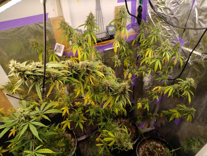 GROWBOX 4 (17.+18.+19.+20.+21.). Week 14 - Tag 94