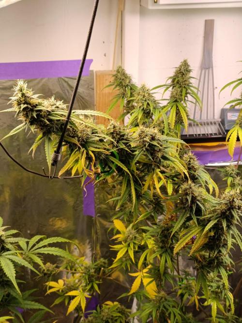 GROWBOX 4 (17.+18.+19.+20.+21.). Week 14 - Tag 94