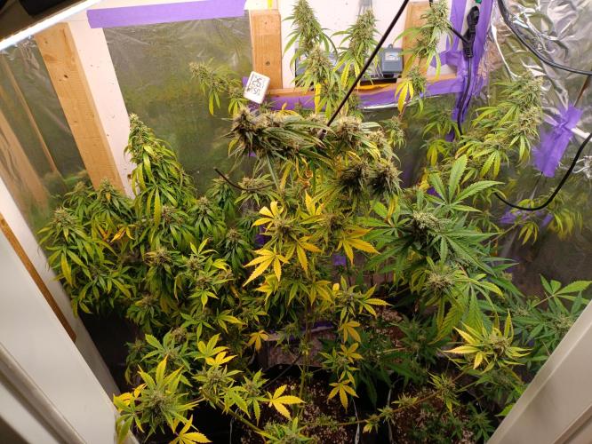 GROWBOX 4 (17.+18.+19.+20.+21.). Week 14 - Tag 94
