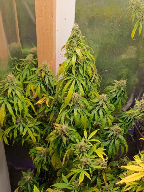 GROWBOX 4 (17.+18.+19.+20.+21.). Week 14 - Tag 94