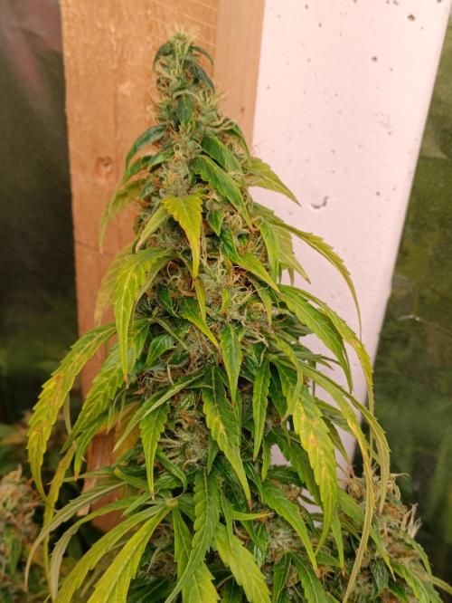 GROWBOX 4 (17.+18.+19.+20.+21.). Week 14 - Tag 94