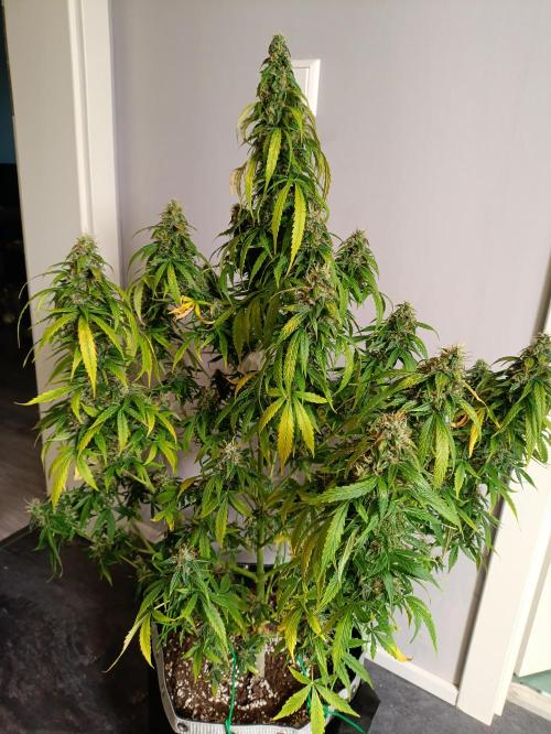 GROWBOX 4 (17.+18.+19.+20.+21.). Week 14 - Tag 94 - "19. Gelato"