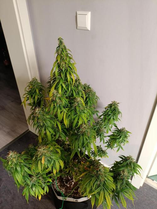 GROWBOX 4 (17.+18.+19.+20.+21.). Week 14 - Tag 94
