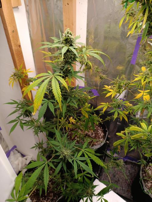 GROWBOX 4 (17.+18.+19.+20.+21.). Week 14 - Tag 94 - "18. Forbidden Fruit"