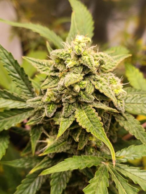 GROWBOX 4 (17.+18.+19.+20.+21.). Week 14 - Tag 94