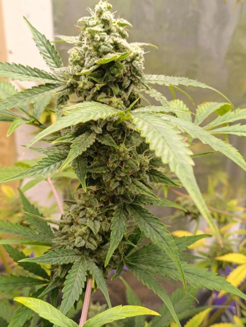 GROWBOX 4 (17.+18.+19.+20.+21.). Week 14 - Tag 94