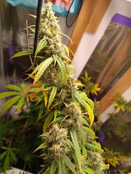 GROWBOX 4 (17.+18.+19.+20.+21.). Week 14 - Tag 94
