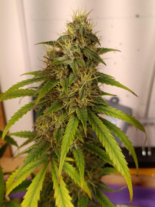 GROWBOX 4 (17.+18.+19.+20.+21.). Week 14 - Tag 94
