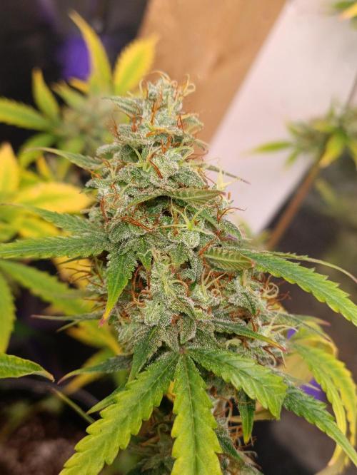 GROWBOX 4 (17.+18.+19.+20.+21.). Week 14 - Tag 94