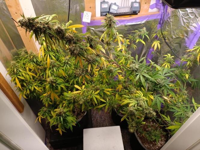 GROWBOX 4 (17.+18.+19.+20.+21.). Week 14 - Tag 97