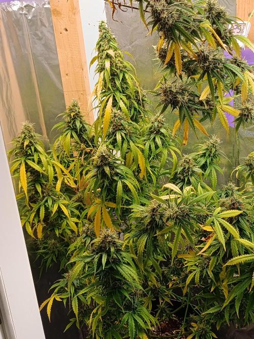 GROWBOX 4 (17.+18.+19.+20.+21.). Week 14 - Tag 97
