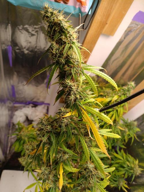 GROWBOX 4 (17.+18.+19.+20.+21.). Week 14 - Tag 97