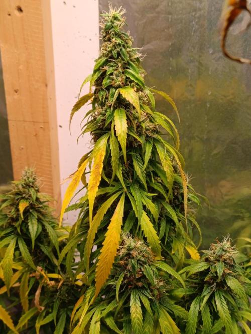 GROWBOX 4 (17.+18.+19.+20.+21.). Week 14 - Tag 97