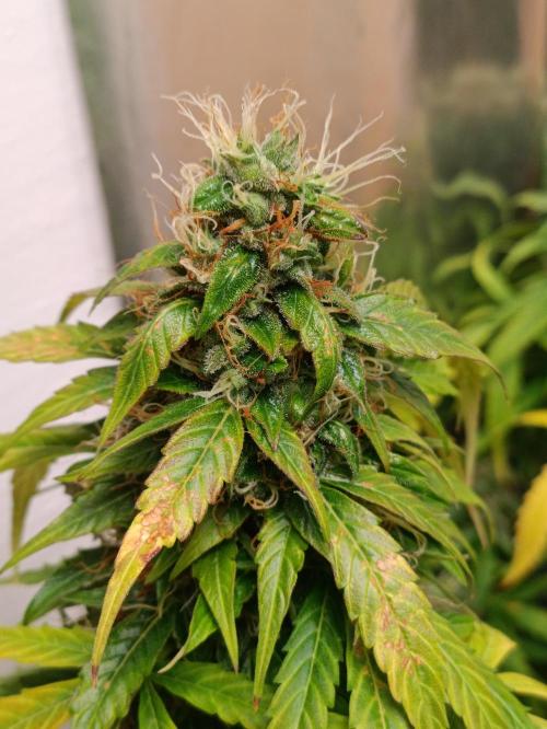 GROWBOX 4 (17.+18.+19.+20.+21.). Week 14 - Tag 97