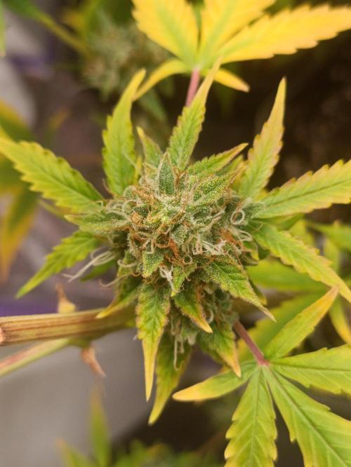GROWBOX 4 (17.+18.+19.+20.+21.). Week 14 - Tag 97