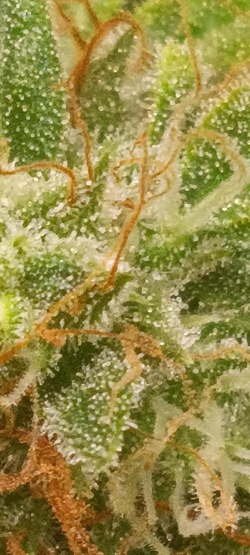 GROWBOX 4 (17.+18.+19.+20.+21.). Week 14 - Tag 97