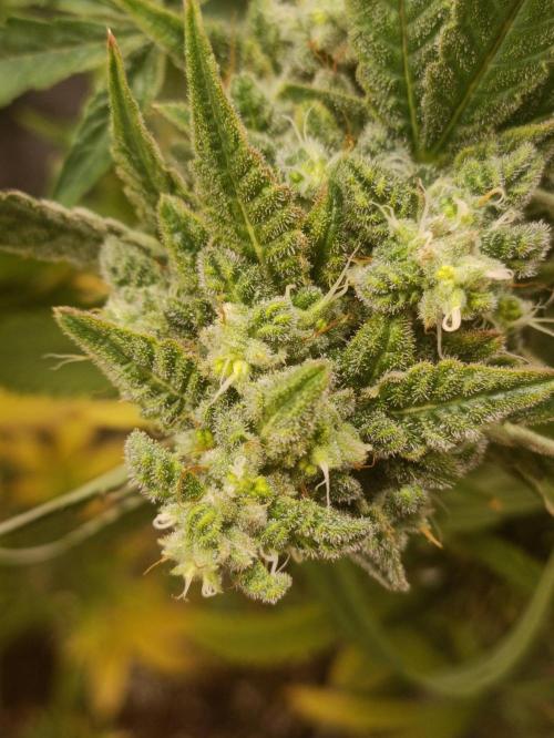 GROWBOX 4 (17.+18.+19.+20.+21.). Week 14 - Tag 97