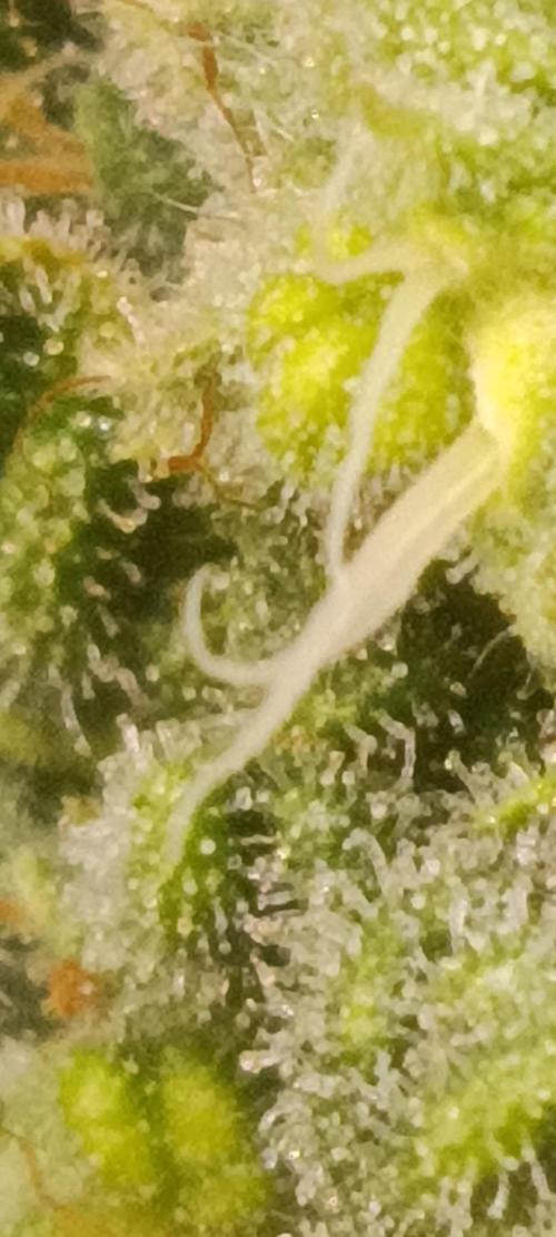 GROWBOX 4 (17.+18.+19.+20.+21.). Week 14 - Tag 97
