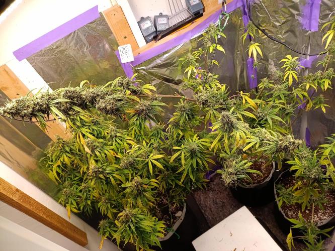 GROWBOX 4 (17.+18.+19.+20.+21.). Week 15 - Tag 99