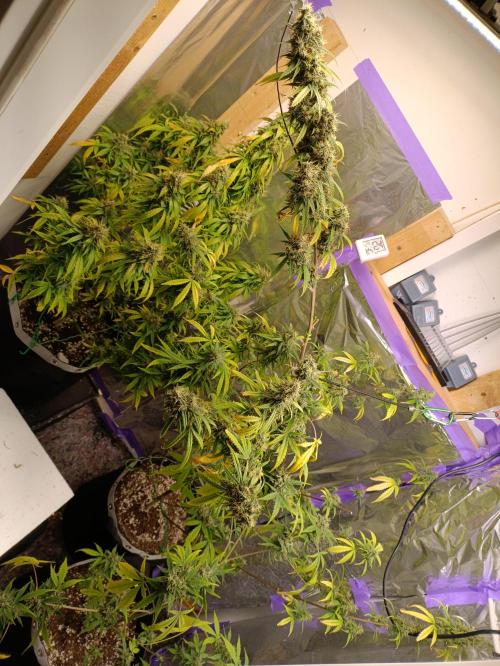 GROWBOX 4 (17.+18.+19.+20.+21.). Week 15 - Tag 99