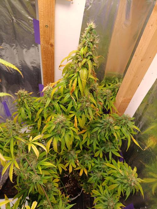 GROWBOX 4 (17.+18.+19.+20.+21.). Week 15 - Tag 99