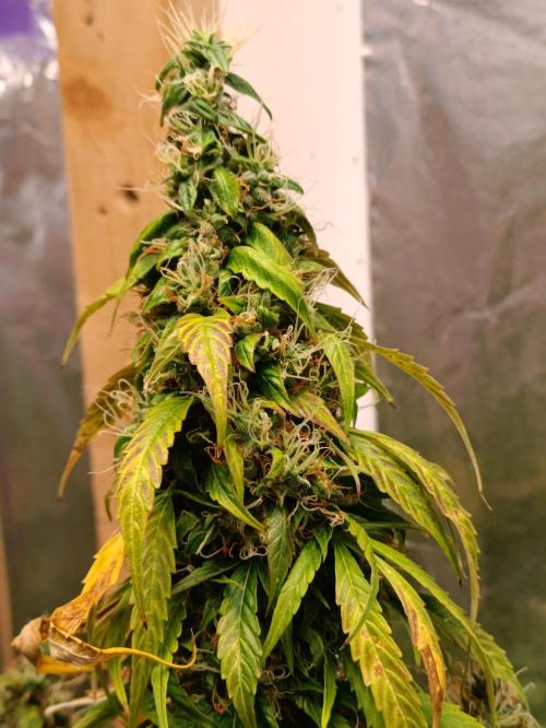 GROWBOX 4 (17.+18.+19.+20.+21.). Week 15 - Tag 99
