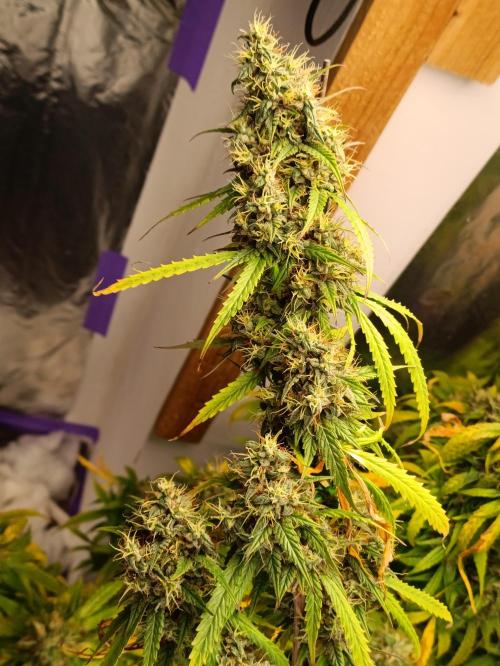 GROWBOX 4 (17.+18.+19.+20.+21.). Week 15 - Tag 99