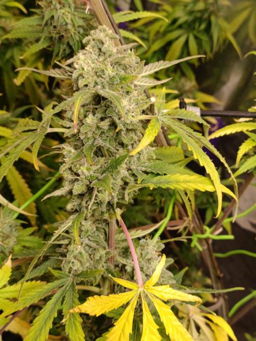 GROWBOX 4 (17.+18.+19.+20.+21.). Week 15 - Tag 99