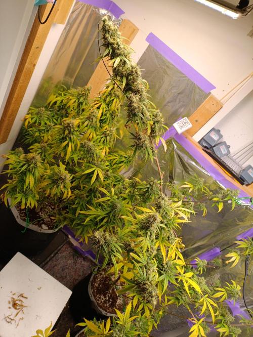 GROWBOX 4 (17.+18.+19.+20.+21.). Week 15 - Tag 101