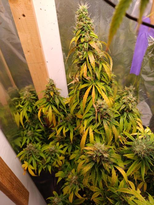 GROWBOX 4 (17.+18.+19.+20.+21.). Week 15 - Tag 101