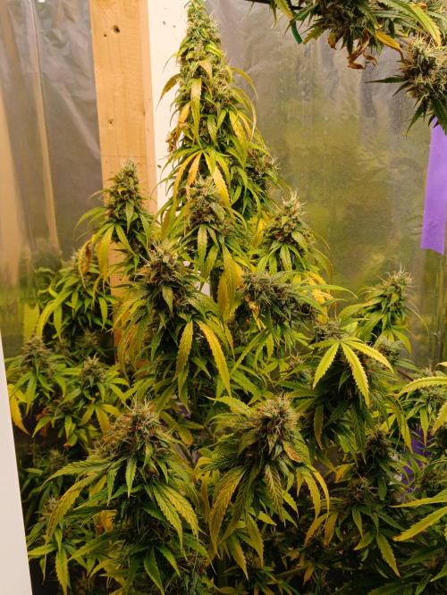 GROWBOX 4 (17.+18.+19.+20.+21.). Week 15 - Tag 101