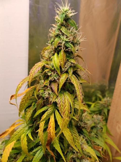 GROWBOX 4 (17.+18.+19.+20.+21.). Week 15 - Tag 101