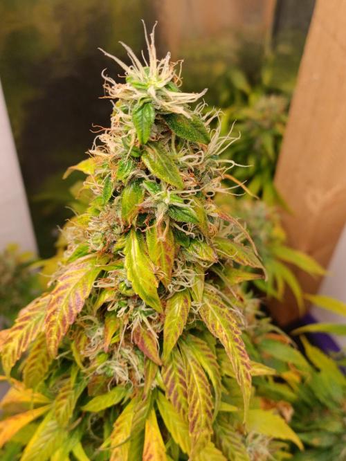 GROWBOX 4 (17.+18.+19.+20.+21.). Week 15 - Tag 101