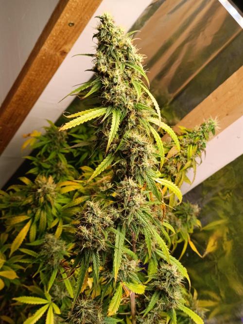 GROWBOX 4 (17.+18.+19.+20.+21.). Week 15 - Tag 101